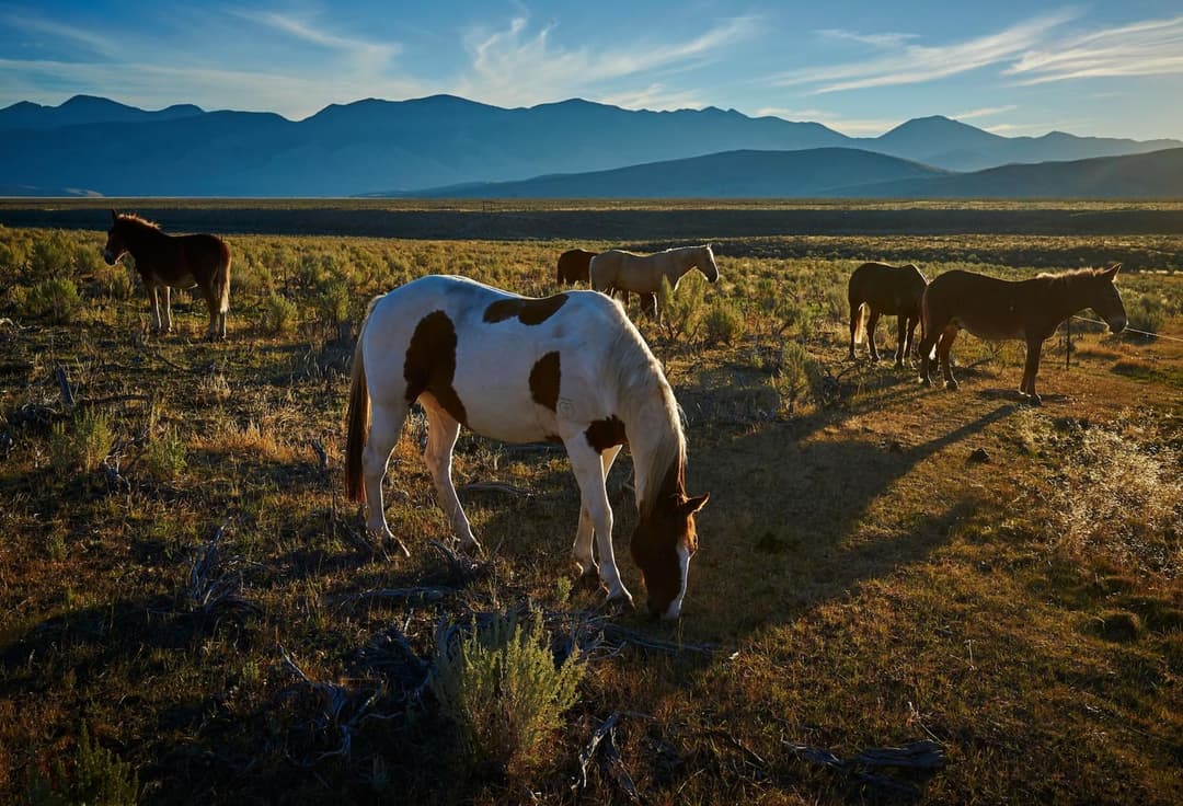 Wild West Horseback Adventures, horseback riding in Las Vegas