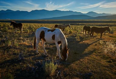 Wild West Horseback Adventures