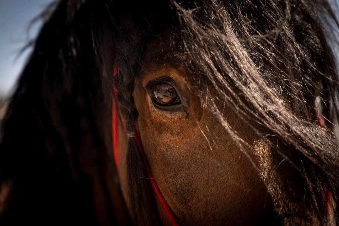Kyle Canyon Ranch, horseback riding in Las Vegas