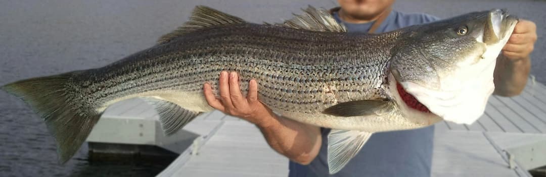 Las Vegas Fishing Tours in Las Vegas
