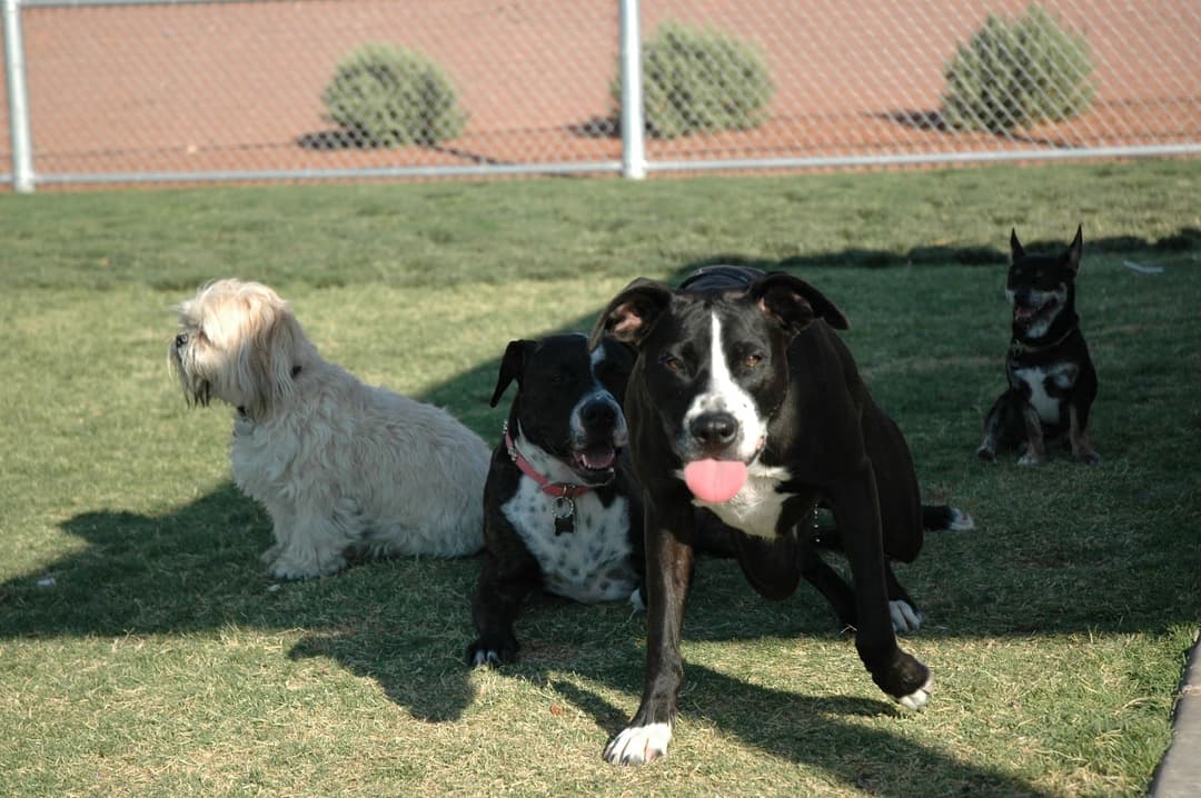 Paseo Vista Park, parks in Henderson