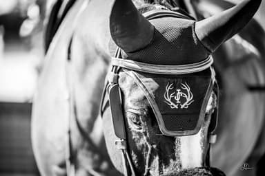 JJ Sporthorses USA