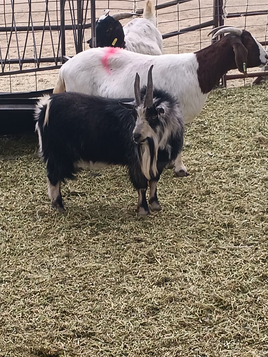 Gilcrease Ranch, hiking in Las Vegas