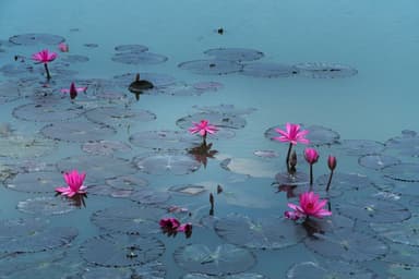 Budding Lotus Learning Garden