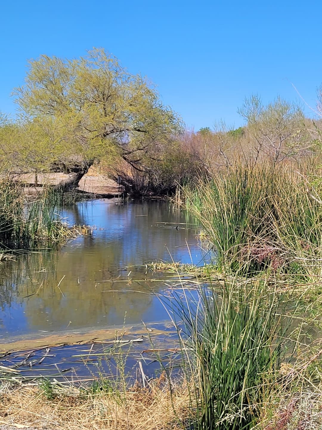 Wetlands Park Nature Center, nature centers in Las Vegas