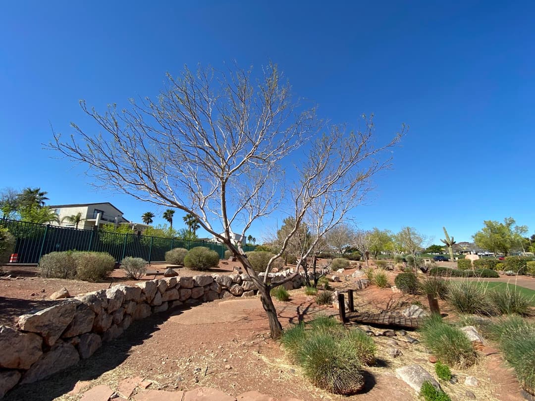 Acacia Demonstration Gardens, hiking in Henderson