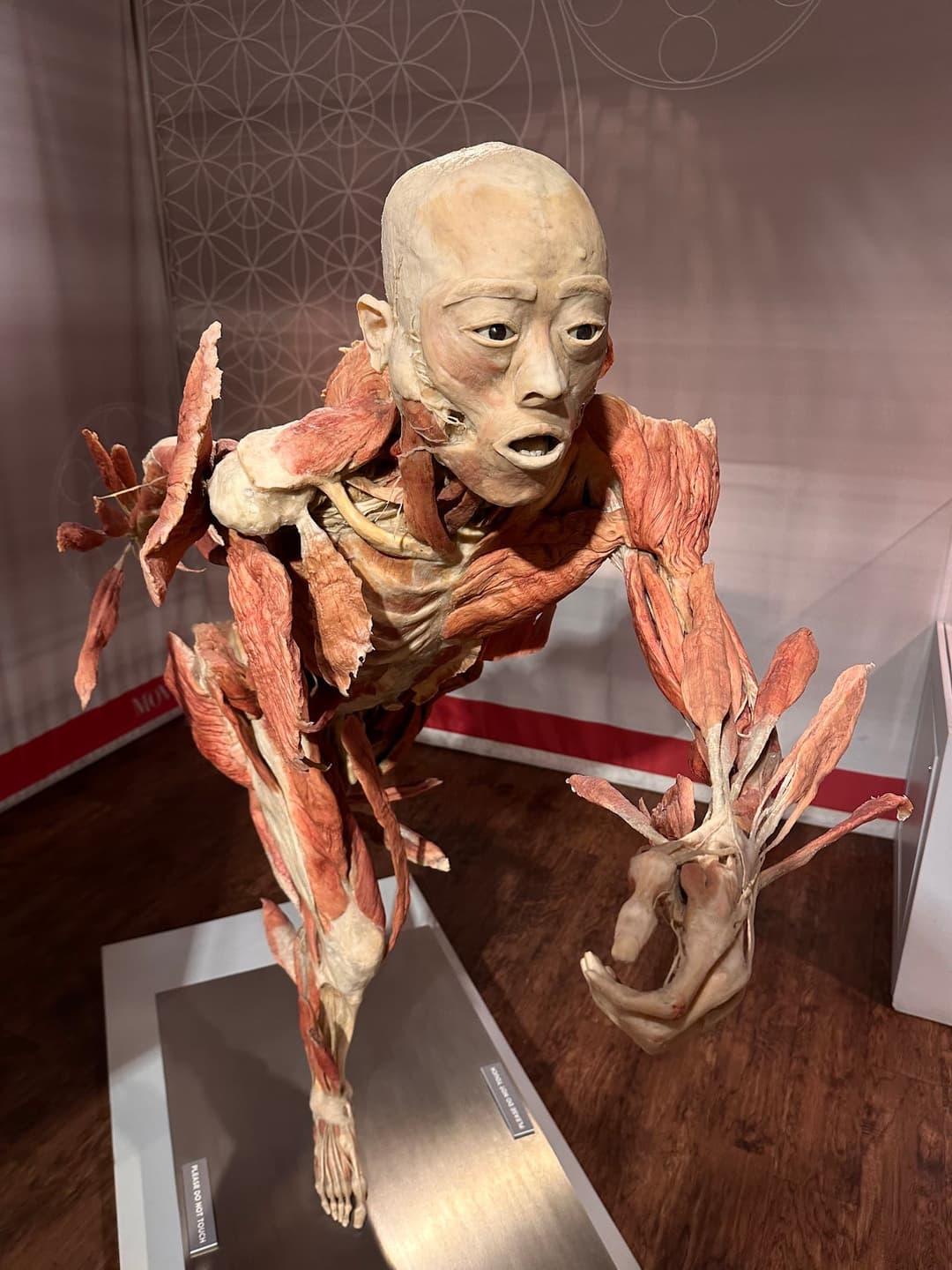 Bodies... The Exhibition, museums in Las Vegas