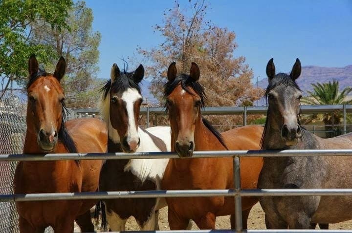 Paradise Ranch, equine therapy in Las Vegas