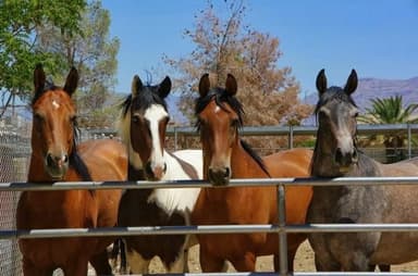 Paradise Ranch