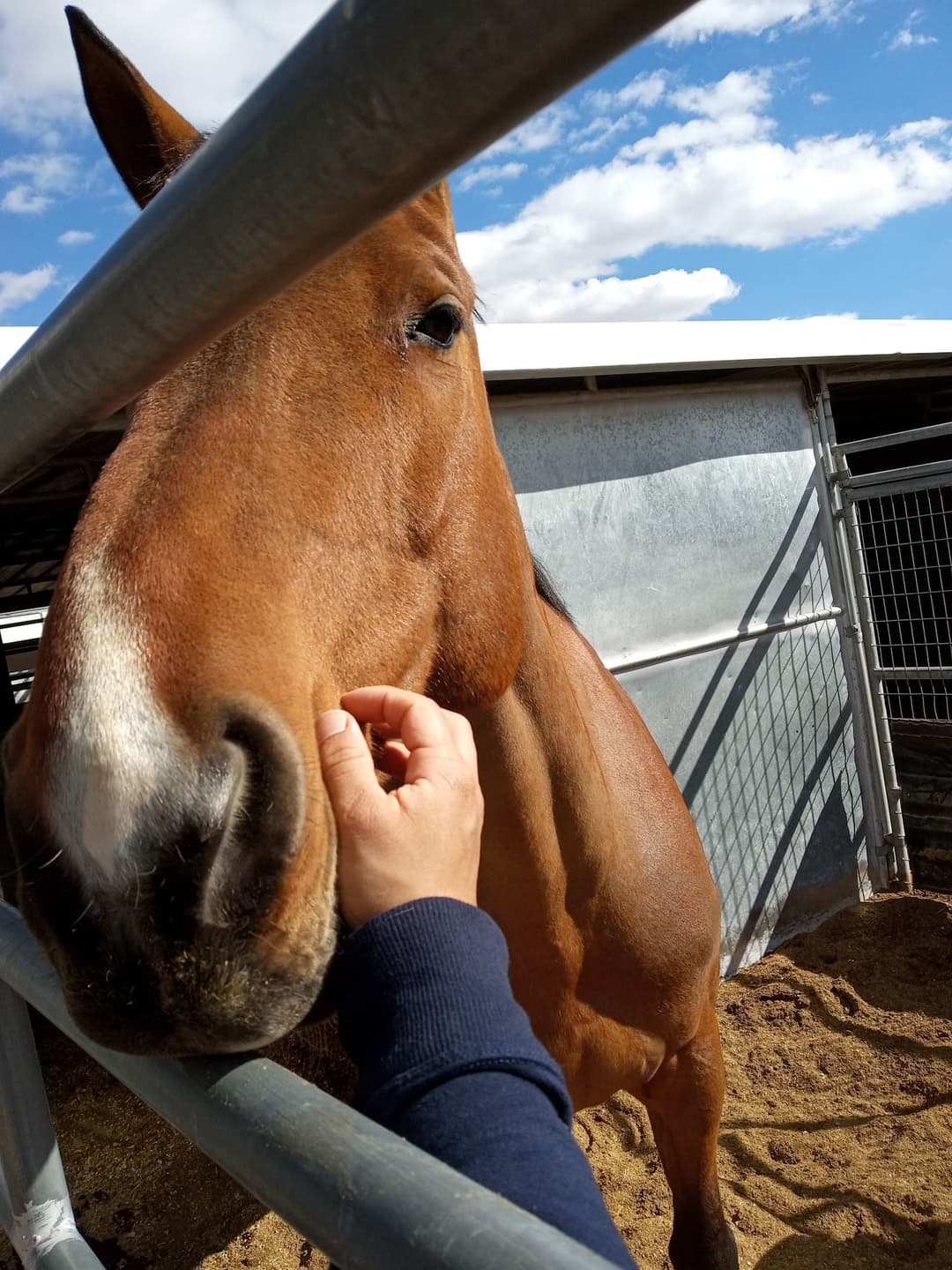 Four Views Equestrian Center, horseback riding in Las Vegas