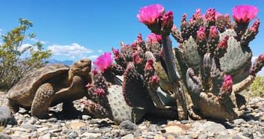 Desert National Wildlife Refuge